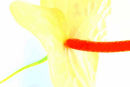 Anthurium 1